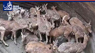فیلم | نجات جان تعدادی قوچ و میش وحشی  توسط مردم محلی در هرمزگان