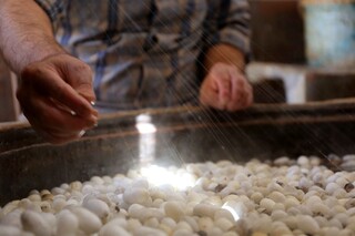 ابریشم‌کشی در روستای بسکِ تربت حیدریه، شغل آبا و اجدادی است / مردن، پیش از پروانه شدن