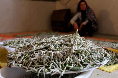 نوغانداری در روستای بسک