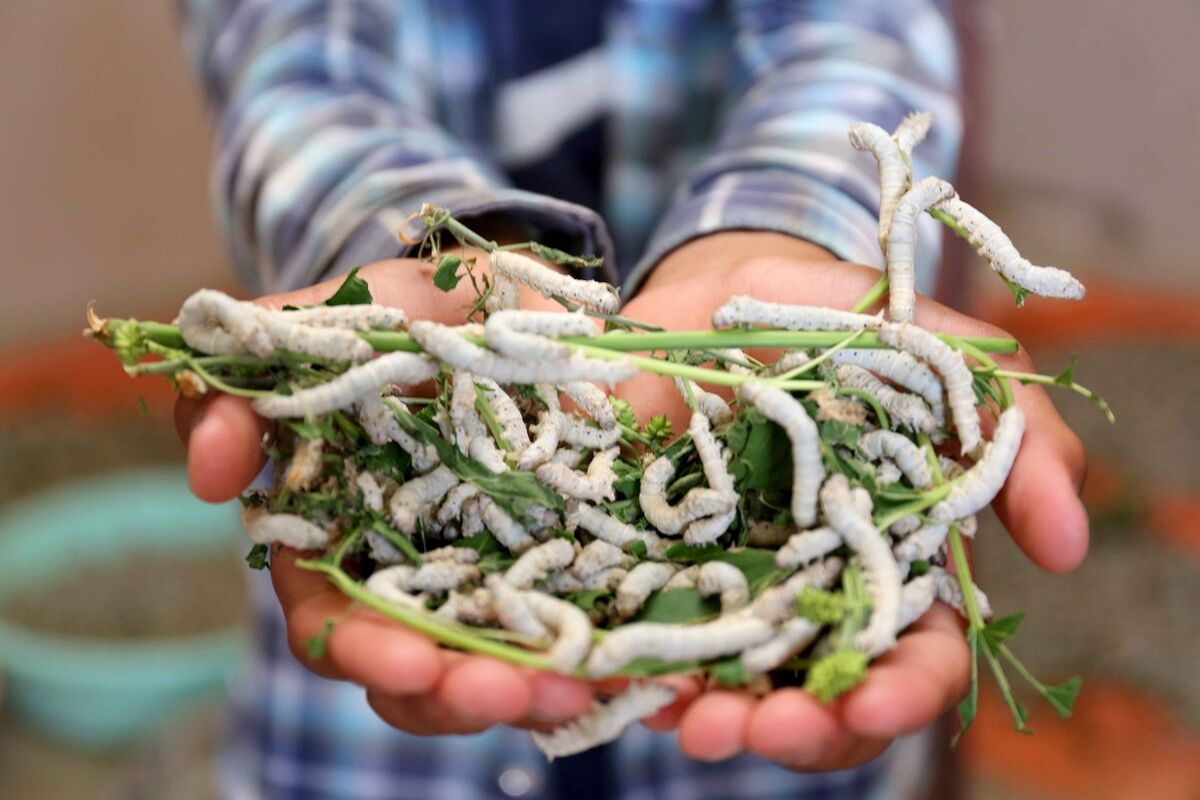 ابریشم‌کشی در روستای بسکِ تربت حیدریه، شغل آبا و اجدادی است / مردن، پیش از پروانه شدن
