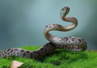 مارها را نکشید؛ دشمن شما نیستند