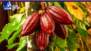 فیلم | از درخت کاکائو تا طعم شیرین شکلات