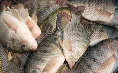 صدور پروانه صید ماهی در کهگیلویه و بویراحمد ادامه دارد