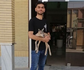 بره قوچ رها شده در کنار جاده تحویل اداره محیط زیست سبزوار شد