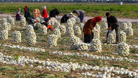 پیش‌بینی برداشت ۱۱ هزار تُن پیاز از مزارع قزوین