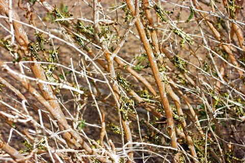 خسارت ملخ‌های کوهان‌دار به ۴۰ هزار هکتار از مراتع زیرکوه