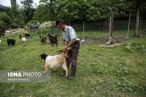تشک‌دوزی سنتی در روستای «دو آب» - سوادکوه