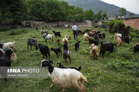 تشک‌دوزی سنتی در روستای «دو آب» - سوادکوه