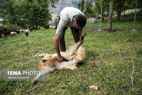 تشک‌دوزی سنتی در روستای «دو آب» - سوادکوه