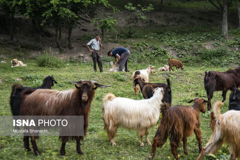 تشک‌دوزی سنتی در روستای «دو آب» - سوادکوه