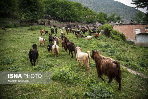 تشک‌دوزی سنتی در روستای «دو آب» - سوادکوه