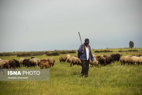 طبیعت میانکاله در اسارت فنس؛ تلاش برای احیای «حفاظت»