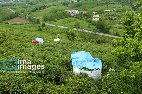 چای ایرانی