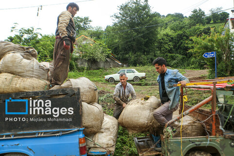 چای ایرانی