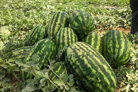 وداع کشاورزان همدانی با محصولی که آب را می‌بلعد