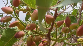 خسارت ۱۰۸ میلیارد تومانی سیل به بخش کشاورزی نیشابور