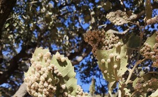 ابتلای ۳۰۰ هزار هکتار از جنگل های زاگرس به طغیان برگخواران