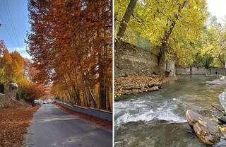 «برغان» سرزمین آلوچه‌های ایران