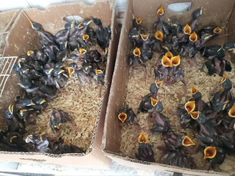 سه هزار و ۶۰۰ جوجه مینا از یک منزل در نیشابور کشف شد