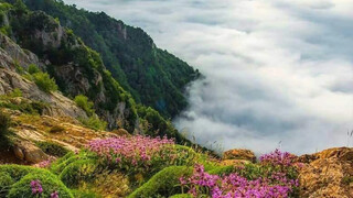 «اوپرت» مرز کویر و جنگل