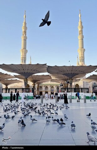 حال و هوای مسجدالنبی در ایام حج