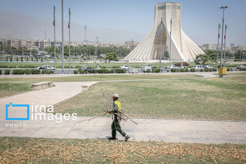 قطع درختان میدان «آزادی»؛ خاک تشنه، درختان بی‌جان