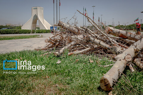 قطع درختان میدان «آزادی»؛ خاک تشنه، درختان بی‌جان