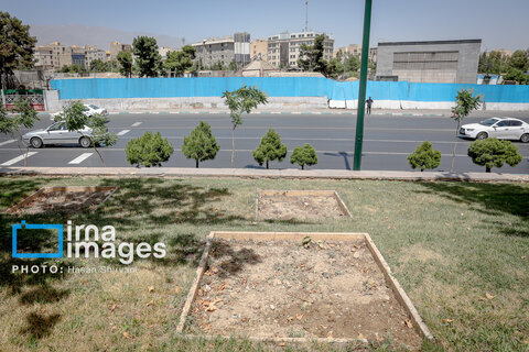 قطع درختان میدان «آزادی»؛ خاک تشنه، درختان بی‌جان
