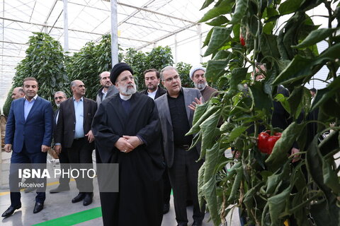 شهید جمهور