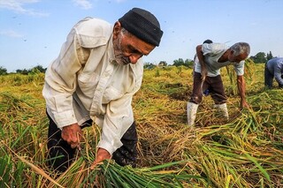 بسته‌های تشویقی برای کشاورزان