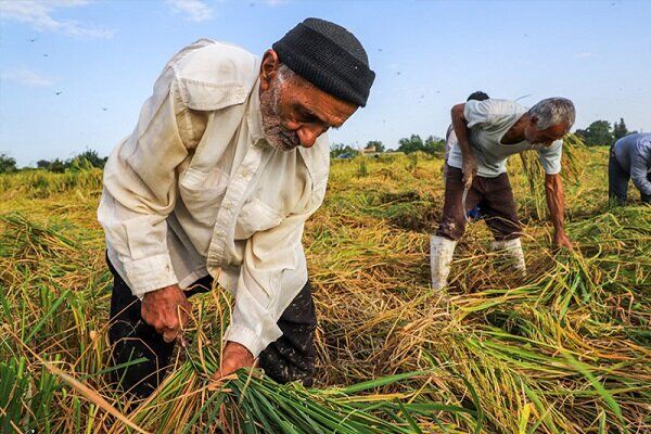بسته‌های تشویقی برای کشاورزان