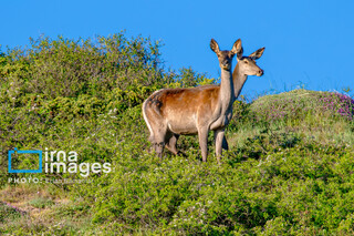 گزارش تصویری | جنگل «رودبارک»