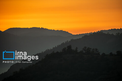 جنگل «رودبارک»