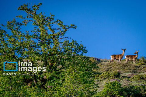 جنگل «رودبارک»