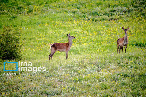 جنگل «رودبارک»