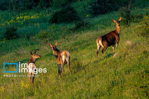جنگل «رودبارک»
