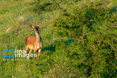 جنگل «رودبارک»