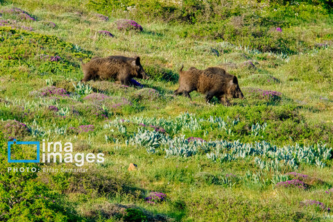 جنگل «رودبارک»