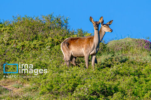 جنگل «رودبارک»