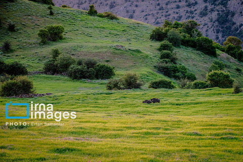 جنگل «رودبارک»