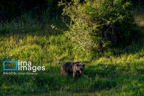 جنگل «رودبارک»