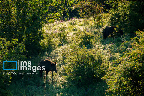 جنگل «رودبارک»