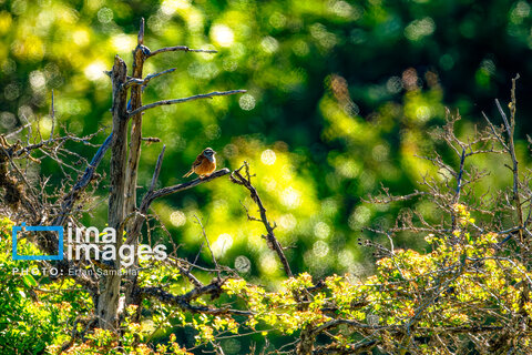 جنگل «رودبارک»