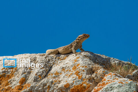 جنگل «رودبارک»