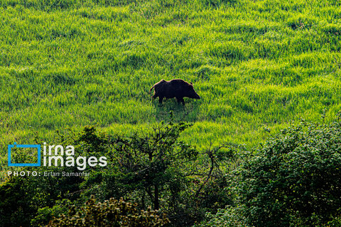 جنگل «رودبارک»