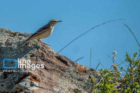 جنگل «رودبارک»