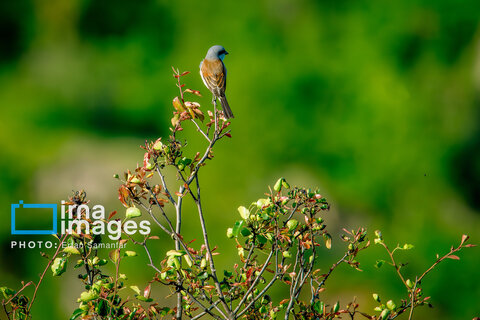 جنگل «رودبارک»