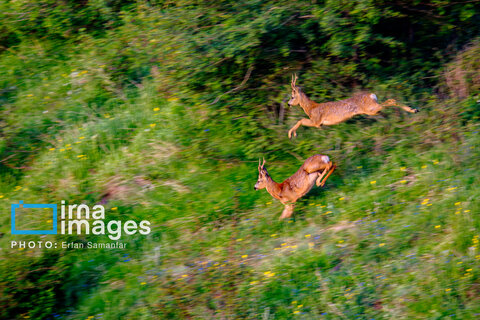 جنگل «رودبارک»