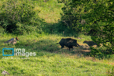 جنگل «رودبارک»