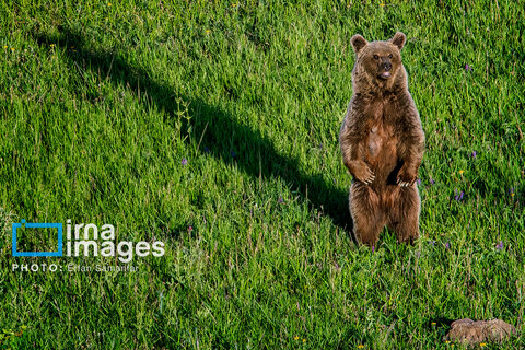 جنگل «رودبارک»